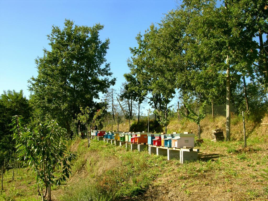 Agriturismo Angio Nel Cere Bracelli Eksteriør bilde